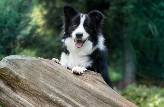 边境牧羊犬怎么训练