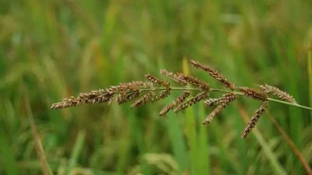 稗官野史的意思