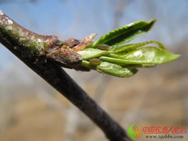 桃树蚜虫除不净！抗性强、繁殖快！掌握这几点药到虫净6