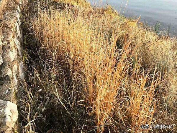 这个除草配方专杀杨树、柳树、构树、槐树、荆条、野枸杞的杂树3