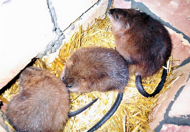 水耗子水耗子是什么