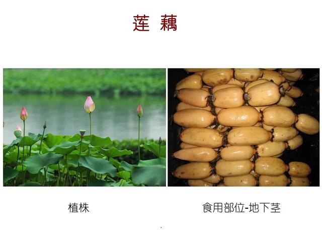 水生植物种类 水生植物种类（水生植物100种） 生活