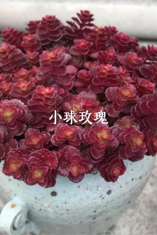 肉肉植物图片 肉肉植物图片（多肉植物图片及简介） 生活