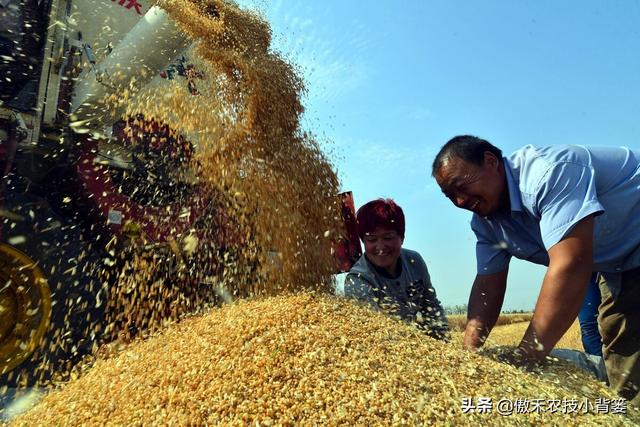 麦子什么时候成熟