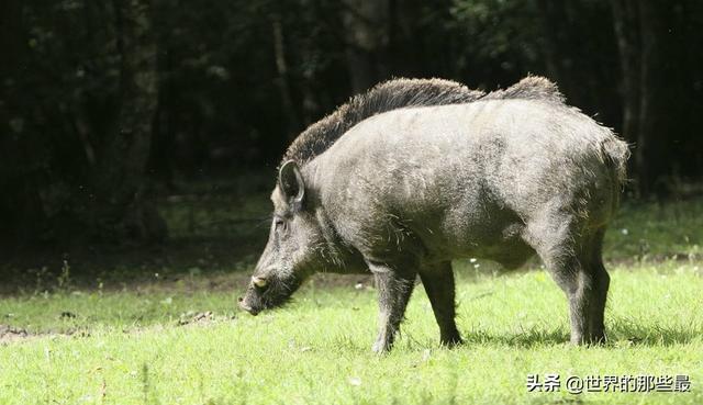 小庄西伯利亚狼图片