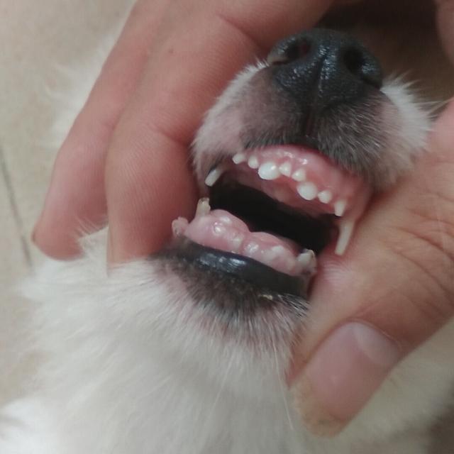 狗狗牙掉了一颗怎么办(狗狗老了牙掉了怎么吃狗粮)-艾拉养犬