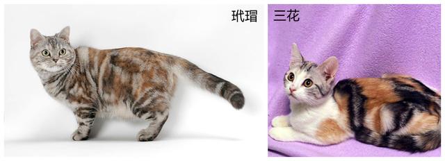 银虎斑猫