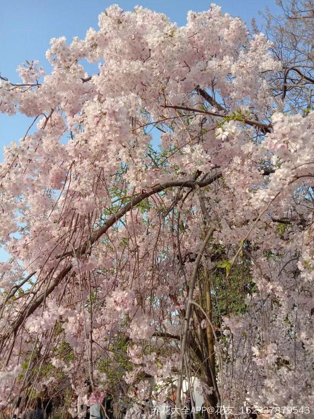 春天有哪些花