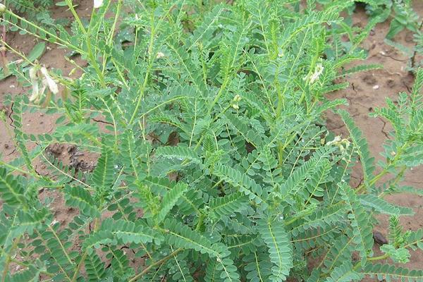 生长于山沟的野生杂草，堪比人参的补气佳品，黄芪的科学种植方法3