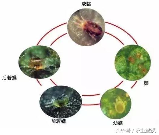 9种常用杀螨剂成分介绍3