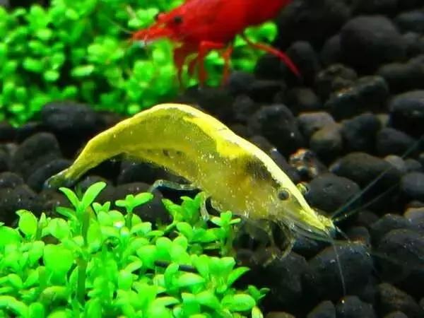 雪球虾虾的种类大全图解