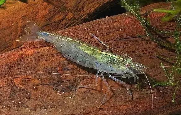 雪球虾虾的种类大全图解