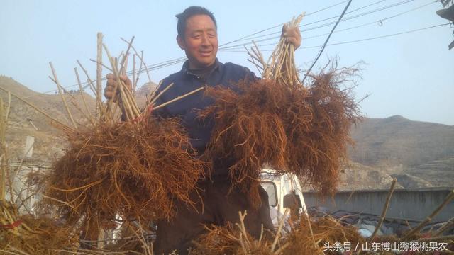 种植猕猴桃绕不过的根腐病，图文展示发病原因以及对应治疗方法13