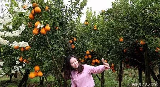 祸害农民的假农药厂商曝光，哪些品种成为了晚熟柑橘“果王”？3