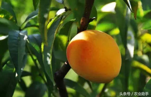 黄桃树苗种植方法 黄桃全套栽培管理技术（专家版）