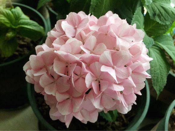 火鹤花有毒吗