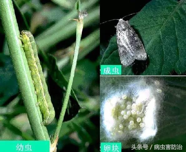 西瓜被“青虫”啃了怎么办？这些药剂就治这些虫6