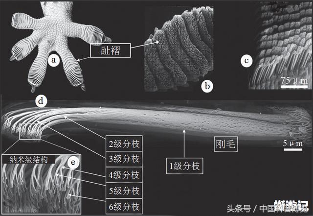 蛤蚧是什么