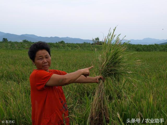 水稻田多抗性稗草怎么防除？稻田青稗怎么防治？