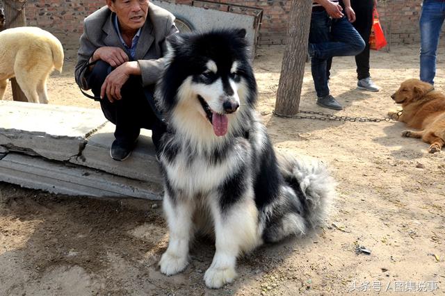 阿拉斯加雪橇犬价格