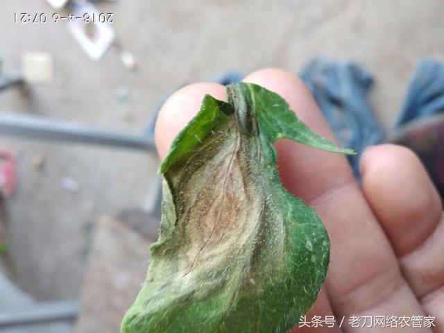 番茄晚疫病怎么处理?晚疫病的解决措施