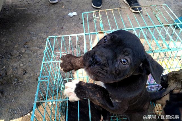 卡斯罗犬价格 卡斯罗犬价格（卡斯罗犬多少钱一只） 动物