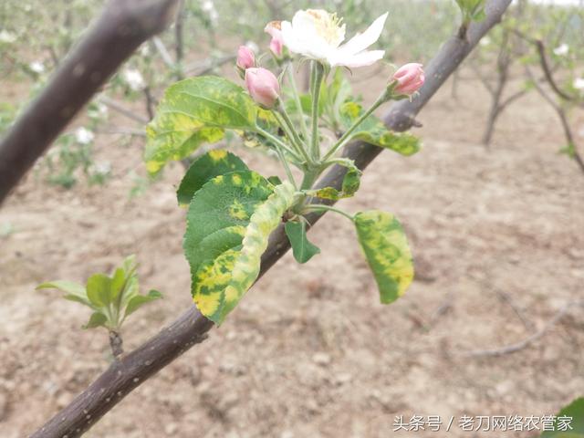 苹果花叶，这是病毒病爆发！抓紧防治，复壮树势1