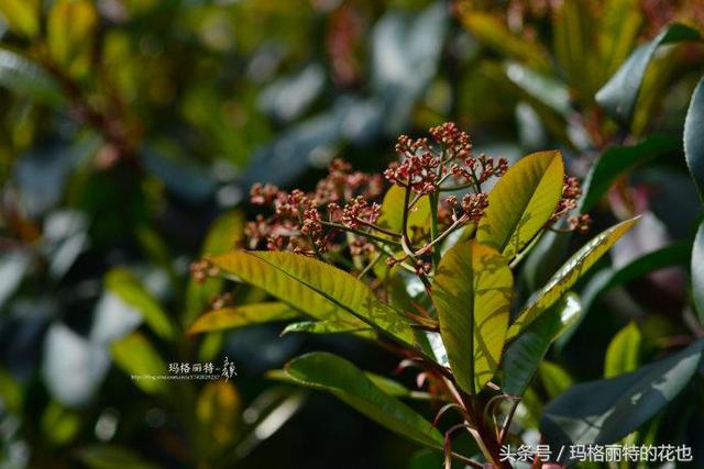 石楠花味道