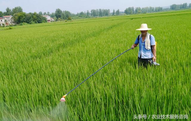 为什么刮大风、下雨、高温、高湿的情况下不宜使用化学农药