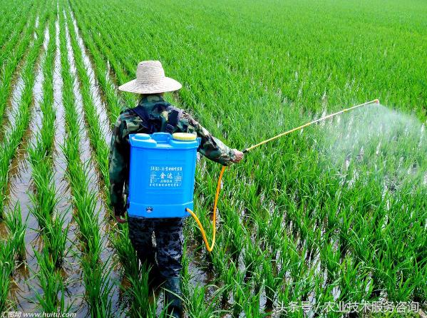 为什么刮大风、下雨、高温、高湿的情况下不宜使用化学农药3