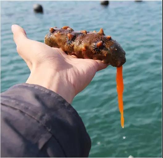 海参微信号_微信买海参_海参网购