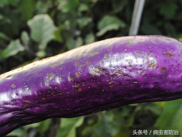 茄子炭疽病对果实的危害，以及要采取的防治措施