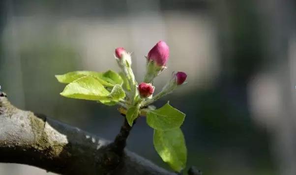 苹果管理花前药究竟何时打，效果最佳？2