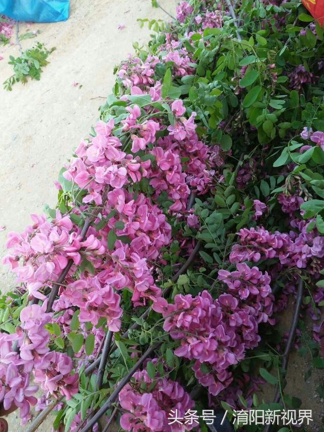 紫色槐花能吃吗 紫色槐花能吃吗（白色槐花能吃吗） 生活