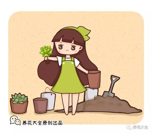 多肉换盆 多肉换盆（多肉换盆后多久晒太阳） 生活