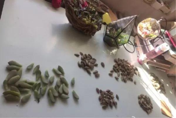 多肉换盆 多肉换盆（多肉换盆后多久晒太阳） 生活