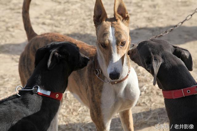 细狗逮兔子(细狗逮兔子口松怎么办) 资讯 第6张