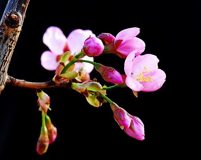 樱花花语