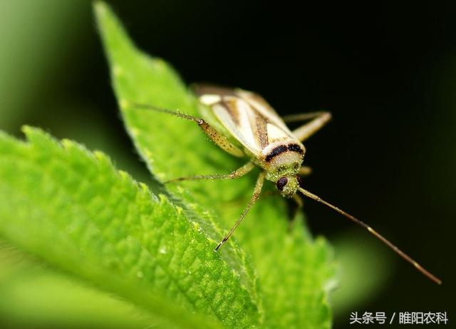 盲蝽象难防治，试试这个药，干净彻底6