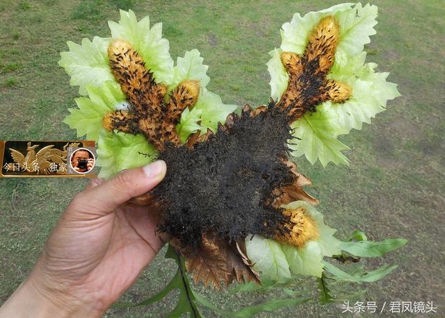骨碎补,又名:巴岩姜,石毛姜,猴姜,毛姜,岩姜.