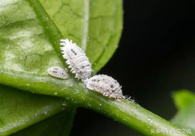 养花的时候注意这6个技巧，就很少能看到粉蚧虫害了6