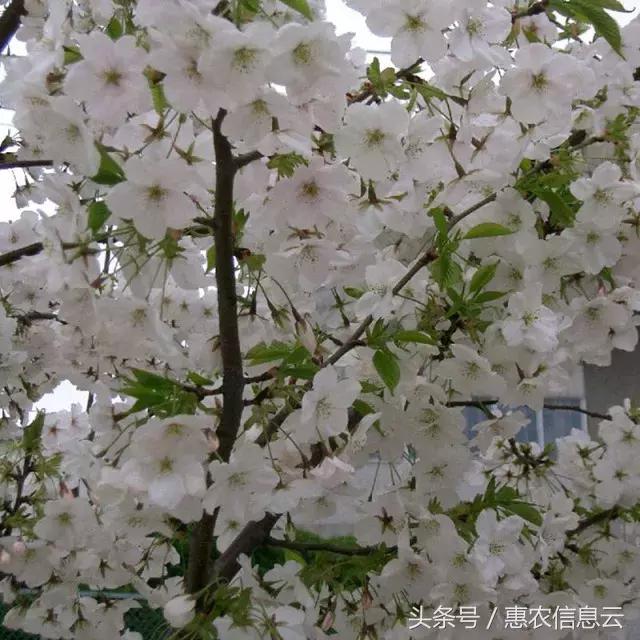 樱花种子