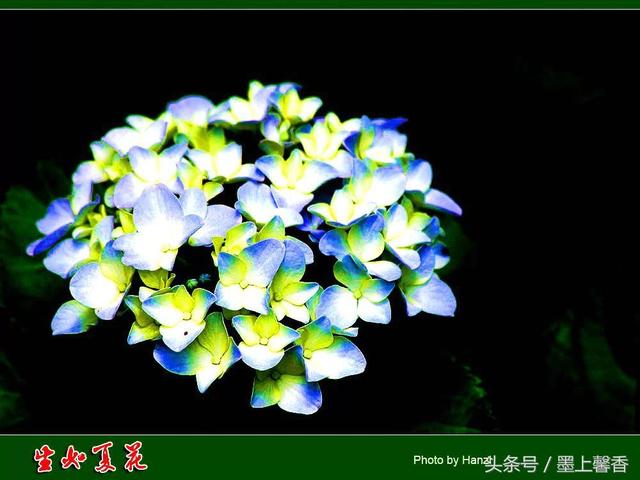 桔梗花的花语 桔梗花的花语  白色桔梗花的花语 生活