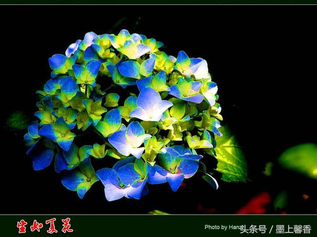 桔梗花的花语 桔梗花的花语  白色桔梗花的花语 生活