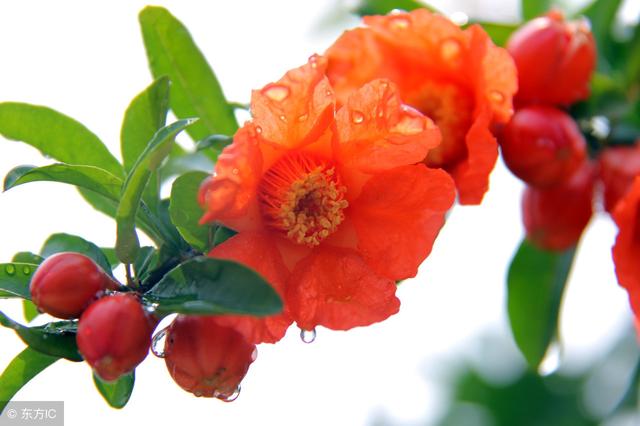 石榴花语