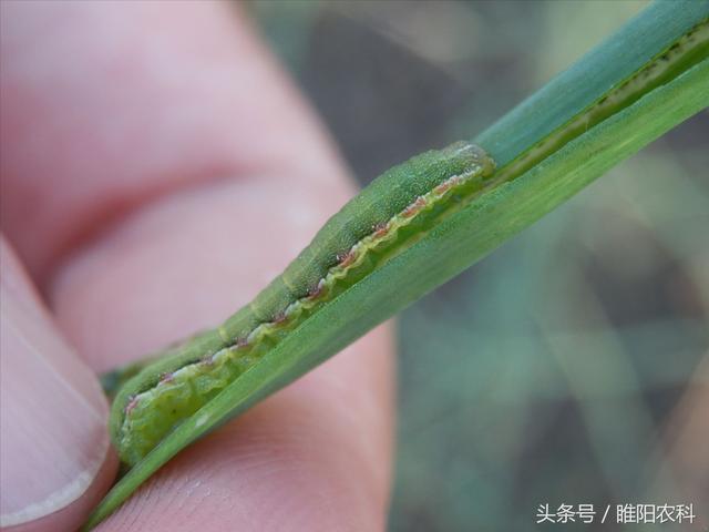 “青虫”很难治，这三种方法最有效9