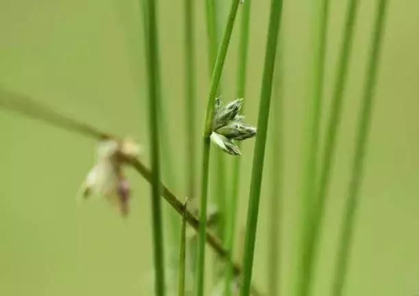 水田恶性杂草学名（俗名）与防治6