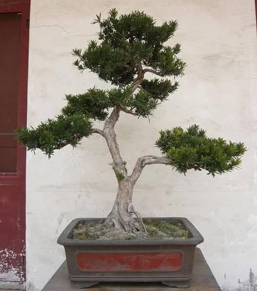 五月开什么花 五月开什么花（四五月开什么花） 生活