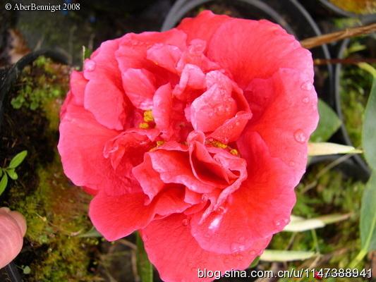 玛丽安茶花 玛丽安茶花（玛丽安茶花图片） 生活