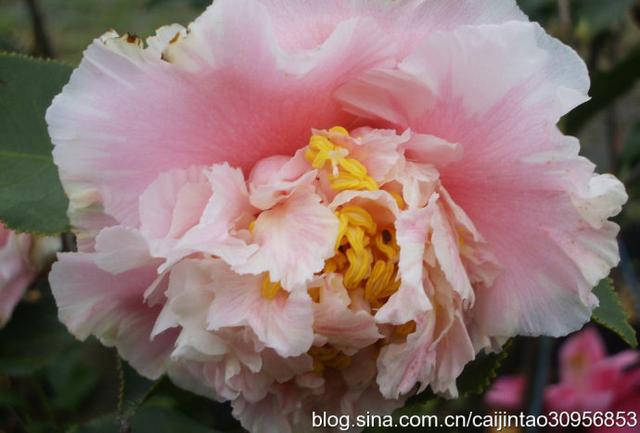 玛丽安茶花 玛丽安茶花（玛丽安茶花图片） 生活